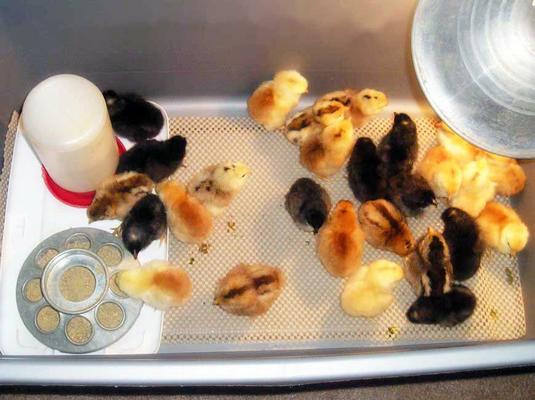 نظارت بهداشتي دامپزشكي از ورود جوجه يك روزه به مرغداران تا مرغ كشتار شده در كشتارگاه و مراكز عرضه صورت می گیرد.