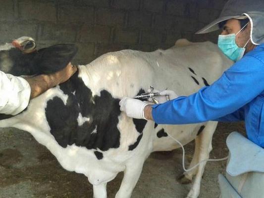 واکسیناسیون تب برفکی دام شهرستان یزد آغاز شد.