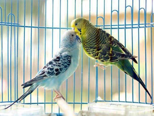 در صورت عدم رعایت نکات بهداشتی، نگهداری از پرندگان در منزل می تواند سلامت افراد را به خطر بیندازد
