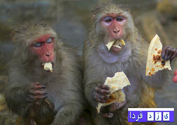 میمون هایی که نان تافتون می خورند البته با همت زن نپالی!!!تصاویر