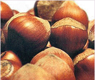 خواص گیاهان   60• فندق (Hazelnut)