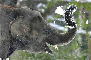 تصاویر حیات وحش /وقتی فیلها برف را کشف می کنند!/ تصاویر خوشحالی یک فیل از برف بازی