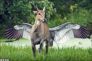 گزارش علمی تصویری / خنده دارترین تصاویر حیوانات در سال تنوع زیستی/ عکس هوایی از فلامینگوها