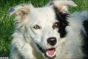  چیستر جای ریکو را گرفت / تصویر باهوش ترین سگ جهان/ باهوشترین سگ جهان دو هزار واژه می‌داند!
