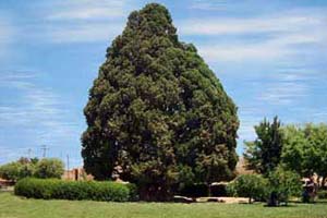 فرهمند خبرداد: سرو ابرکوه؛ دومین درخت کهنسال جهان