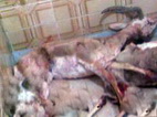 دستگيري شكارچيان متخلف با لاشه يك راس آهو در مهریز