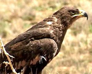 یک بَهلِه عقاب طلایی در منطقه حفاظت شده کوه بافق  درمان و رهاسازی شد+تصاویر(1نظر)