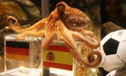 هشتپای پیشگو در پایان سال ۲۰۱۲ میمیرد