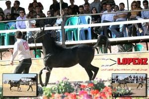 درخشش اسب های باشگاه دار میبدی در نوزدهمین جشنواره زیبایی اسب اصیل عرب