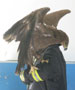 به دام افتادن عقاب توسط آتش‌نشانان میبدی + تصاویر