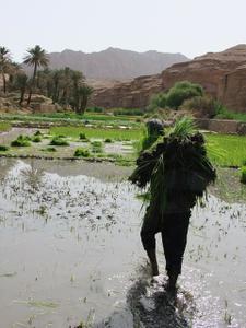 گزارش تصویری نشا کاری در روستای ازمیغان شهرستان طبس