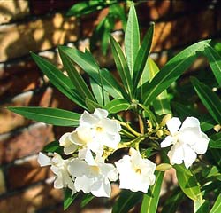 معرفی گل و گیاه:خر زهره: Nerium oleander