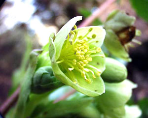معرفی گل و گیاه:خربق زرد: Helleborus argutifolius