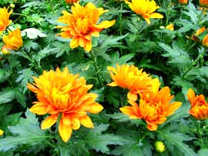 معرفی گل و گیاه:داوودی: Chrysanthemum Peach Brientner