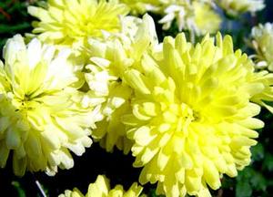 معرفی گل و گیاه:داوودی زرد: Chrysanthemum Marlene jones