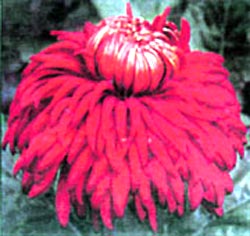 معرفی گل و گیاه:داوودی قرمز: Ghrysanthemum George Griffiths