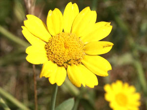 معرفی گل و گیاه:داوودی یک‌ساله: Chrysanthemum Segetum