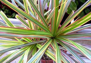 معرفی گل و گیاه:دراسنای رنگارنگ: Dracaena marginata Tricolor