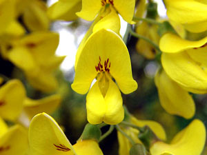معرفی گل و گیاه:درخت پروانه: Laburnum anagyroides