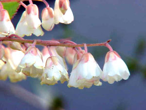 معرفی گل و گیاه:درخت سوسن درهی: Clethra arborea