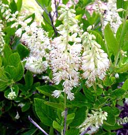 معرفی گل و گیاه:درختچه فلفل شیرین: Clethra alnifolia