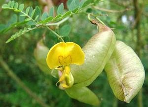 معرفی گل و گیاه:دغدغك: Colutea arborescens