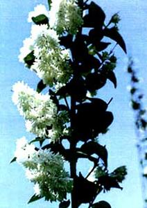 معرفی گل و گیاه:دوتسیای رعنا: Deutzia monbeigii