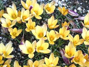 معرفی گل و گیاه:زعفران جامه طلائی: ‎Crocus angustifolius