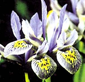 معرفی گل و گیاه:زنبق: Iris Katharine Hodgkin