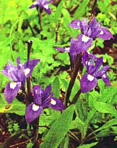 معرفی گل و گیاه:زنبق سا: Gynadriris sisyrinchium