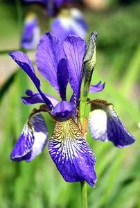 معرفی گل و گیاه:زنبق سیبری: Iris sibirica