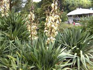 معرفی گل و گیاه:   >>>>>>      زنگوله‌ای: Yucca Gloriosa
