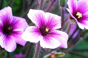 معرفی گل و گیاه:   ژرانیومی: Geranium maderense