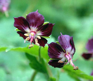 معرفی گل و گیاه:      ژرانیوم لب برگشته: Geranium Phaeum