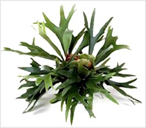 معرفی گل و گیاه:          سرخس شاخ گوزنی: Platycerium bifurcatum