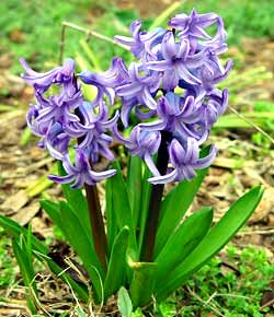 معرفی گل و گیاه:          سنبل: Hyacinthus Orientalis