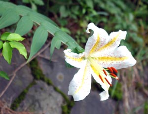 معرفی گل و گیاه:        سوسن ژاپنی  : Lilium auratum