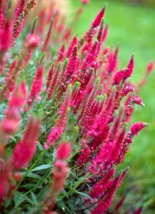 معرفی گل و گیاه:          سیزاب دم گربه‌ای قرمز: Veronica spicata Rotfuchs