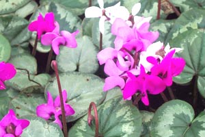 معرفی گل و گیاه:          سیکلامن مقاوم: Cyclamen coum