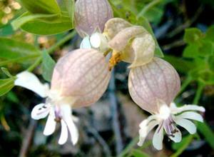 معرفی گل و گیاه:          سیلن بادكنكی: Silene vulgaris