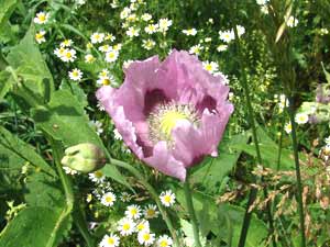 معرفی گل و گیاه/        شقایق پرپر: Papaver Somniferum, Paeony