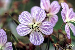معرفی گل و گیاه/        شمعدانی: Geranium pratense Mrs kendall clark