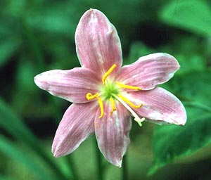 معرفی گل و گیاه/        شیپوری صورتی: Zephyranthes grandiflora