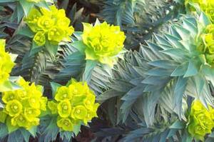 معرفی گل و گیاه/        فرفیون: Euphorbia rigida