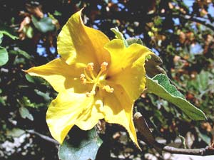 معرفی گل و گیاه/        فرمونتیا: Fremontia Colifornia Glory