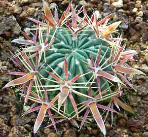 معرفی گل و گیاه/        فروكاكتوس: Ferocactus latispinus