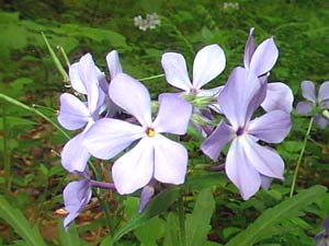 معرفی گل و گیاه >>>>>> فلوکس آبی: Phlox divaricata