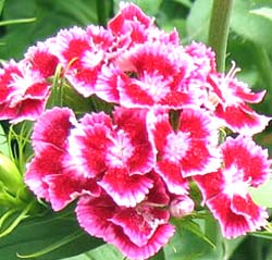 معرفی گل و گیاه >>>>>> قرنفل: Dianthus barbatus