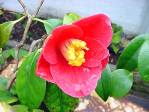 معرفی گل و گیاه >>>>>> کاملیا: Camellia japonica