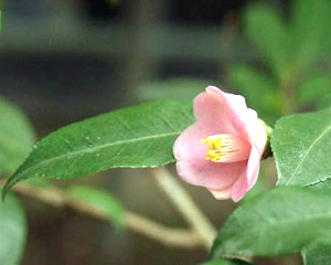 معرفی گل و گیاه >>>>>> کاملیا گل رزی: Camellia rosaeflora